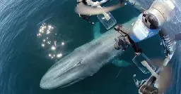 Gloucester researchers use "SnotBot" drone to study whales like never before