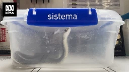 Venomous snake brought into hospital in lunchbox prompts plea from doctors — 'please don't do this'