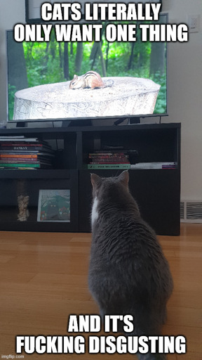 Meme text says "Cats literally only want one thing and it's fucking disgusting" -- over and image of a cat is watching a chipmunk on TV