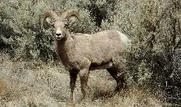 Man, 81, sentenced to 6 months in prison for trying to create giant hybrid species of wild sheep