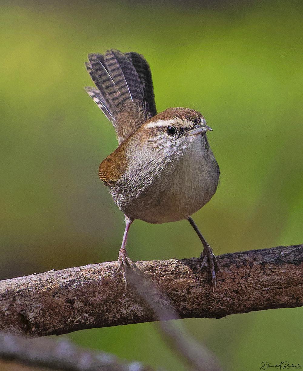 Grey-breasted bird with rusty crown and back, white eyebrow, and uptilted tail, perched on a bare branch