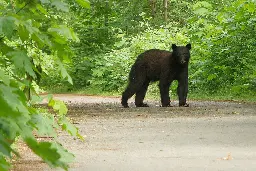 Officials advise Nanaimo residents to give black bears space