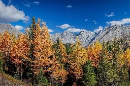 This 10-km Trail Is Known As One Of The Best ‘Golden Larch Hikes’ In Alberta