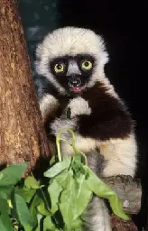 Jovian (lemur) - Wikipedia