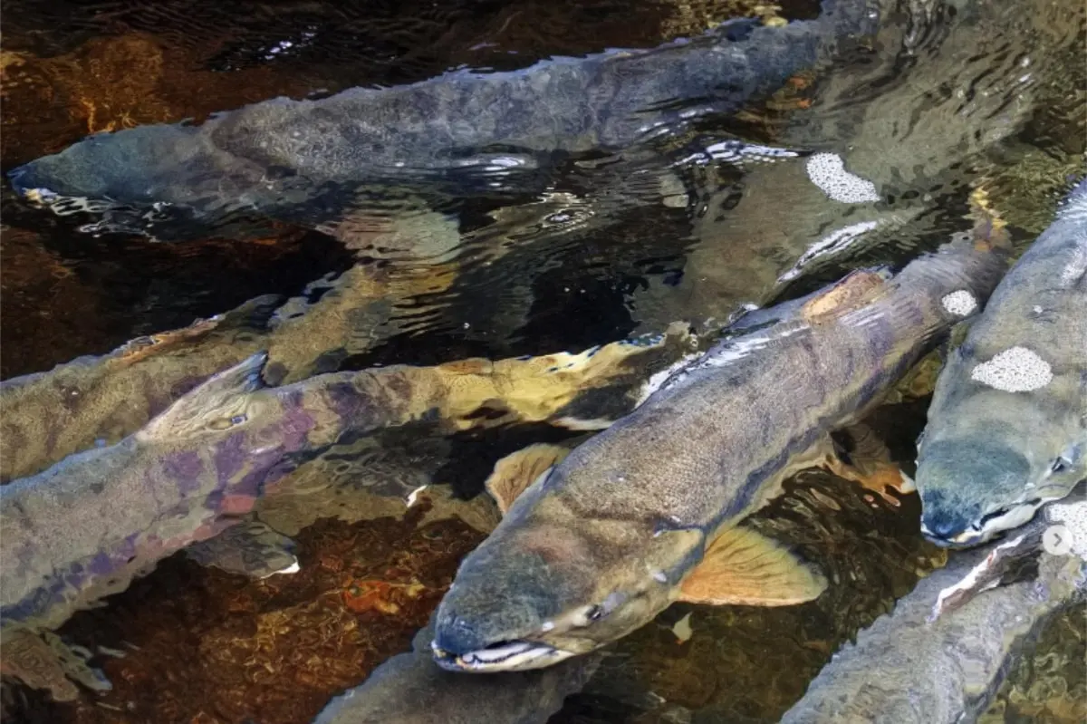 Salmon return to Vancouver Island watersheds