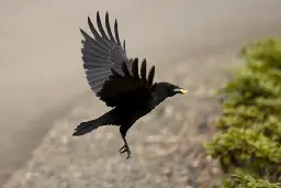 Seattle crows, beloved and feared, may be playing us with their primate-sized brains