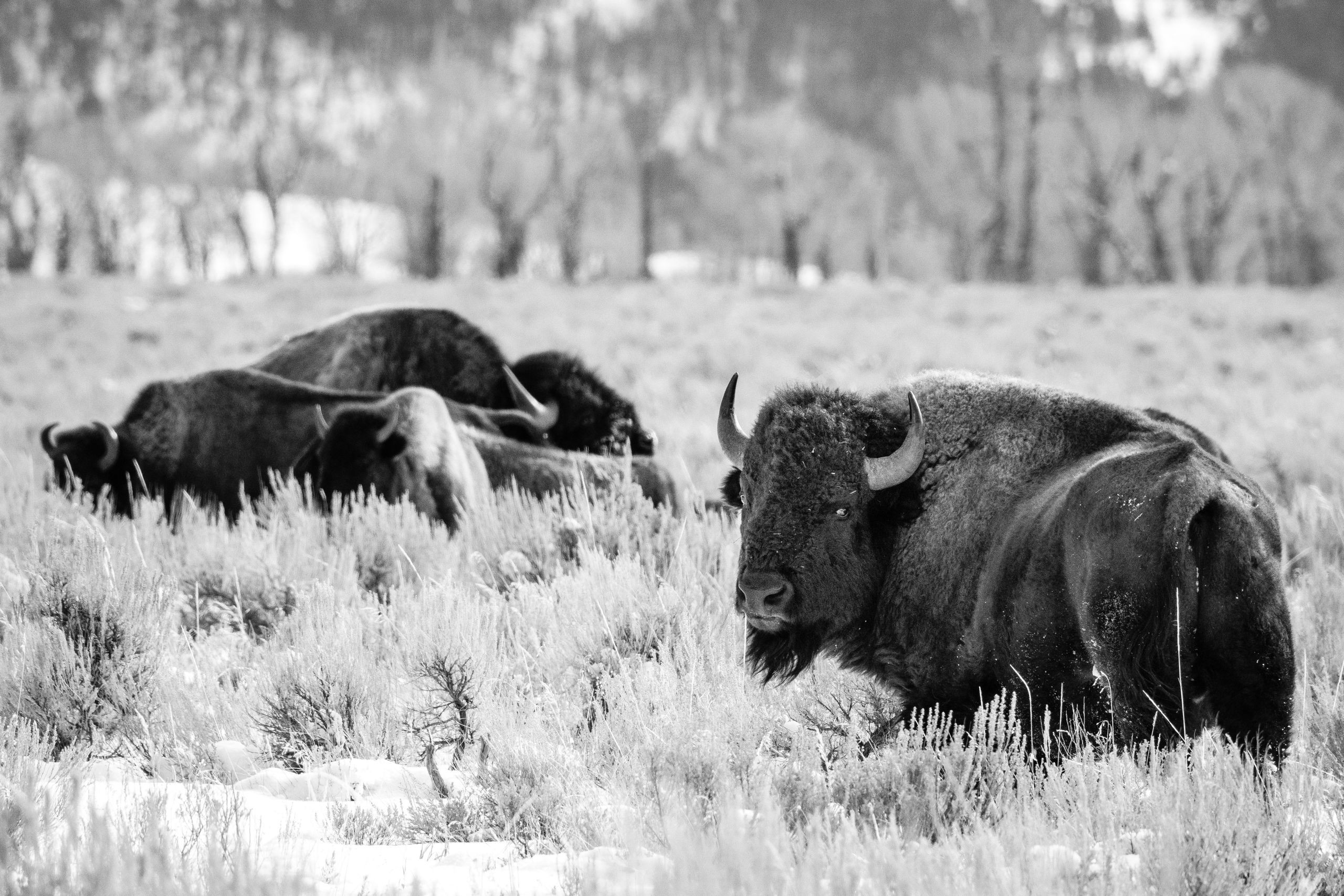 A group of four bison on the brush near Mormon Row. The one closest to the camera is looking back towards it.