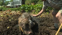 ‘Grateful for all these stories’: Beloved Central Saanich pig dies