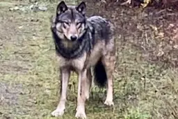 Wolf-dog roaming loose on Vancouver Island reportedly shot dead