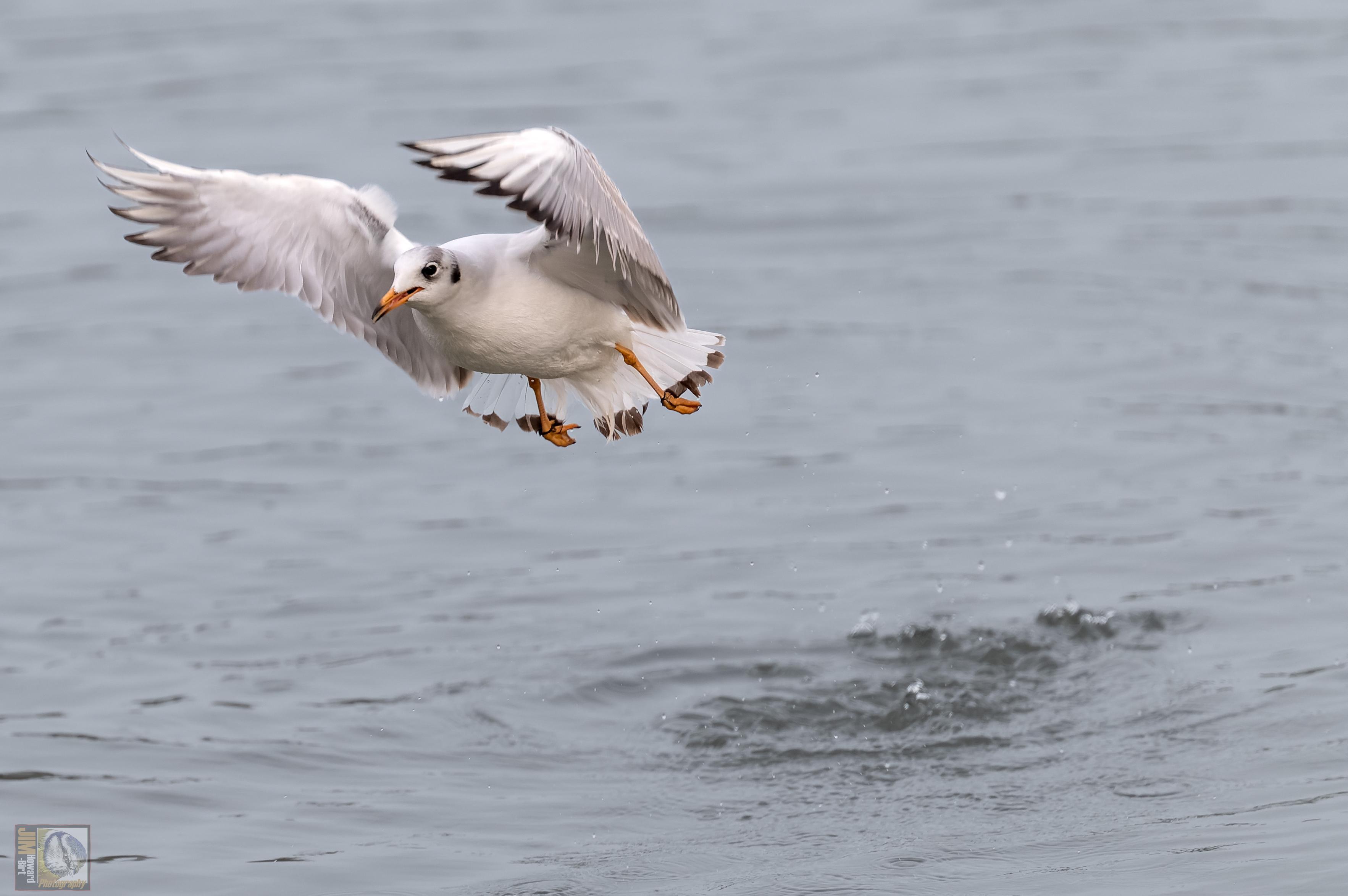 a white gull with orange legs that has just taken off from a lake in Milton Keynes