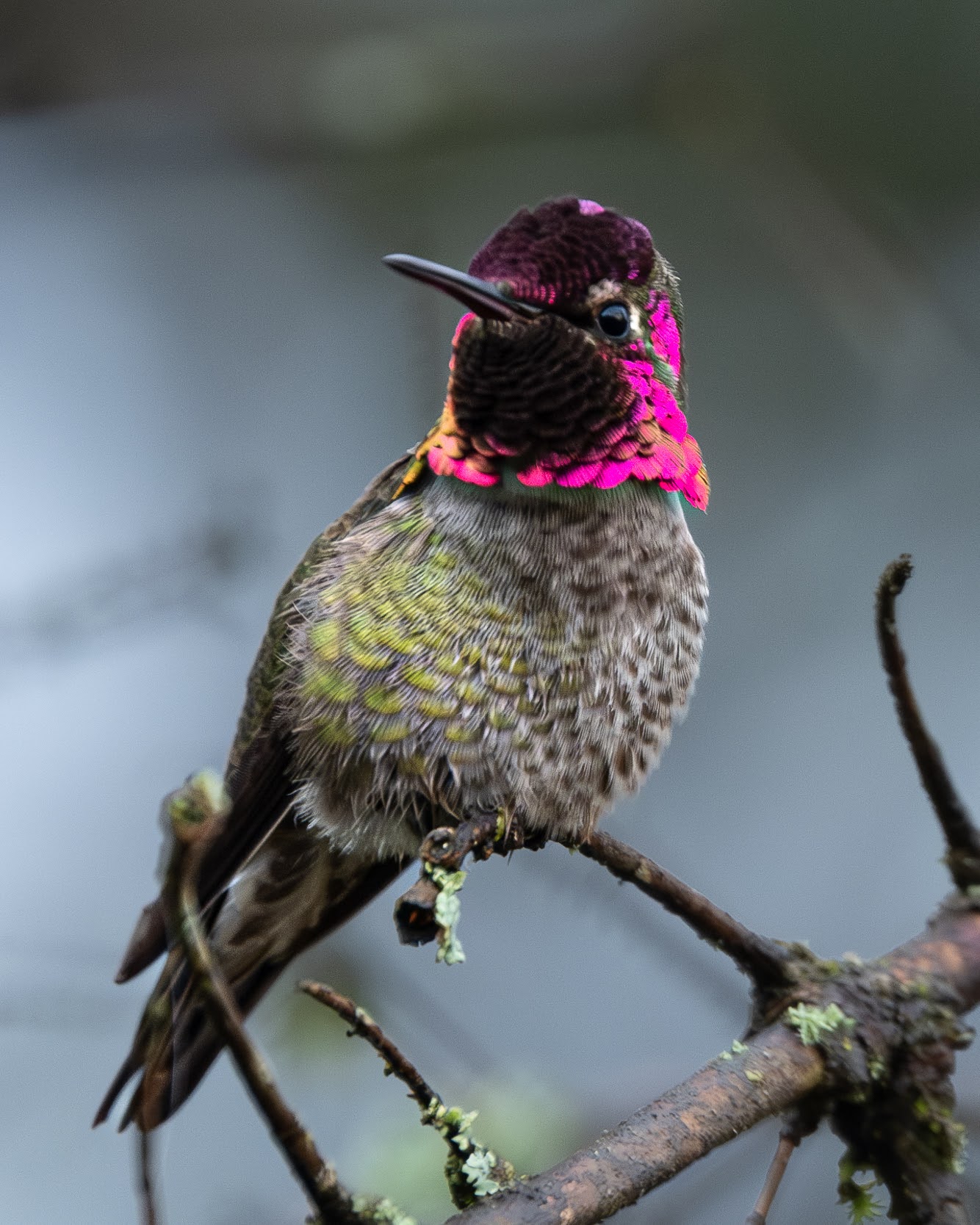 Male Anna's Hummingbird enjoying the very early spring in Saanich, BC