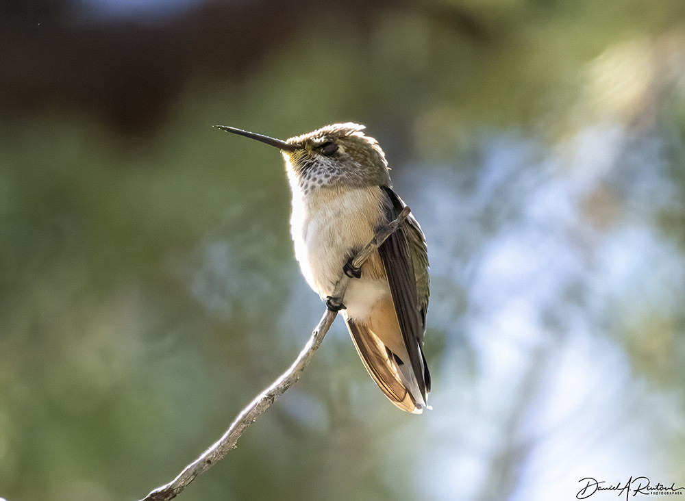 Short-billed, short-tailed, big-headed tiny bird perched on a bare twig, in the sunshine