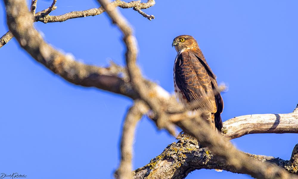 Gray-brown bird with bright yellow eye and a head shaped like a scoop of ice cream, perched amidst dead tree branches