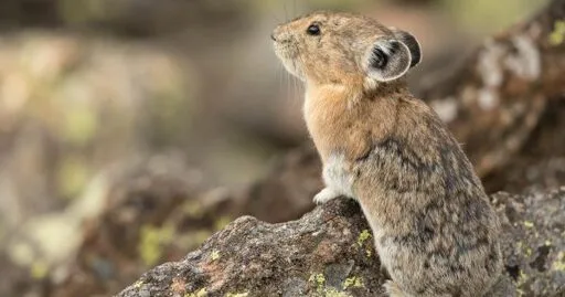 How to Photograph Pika