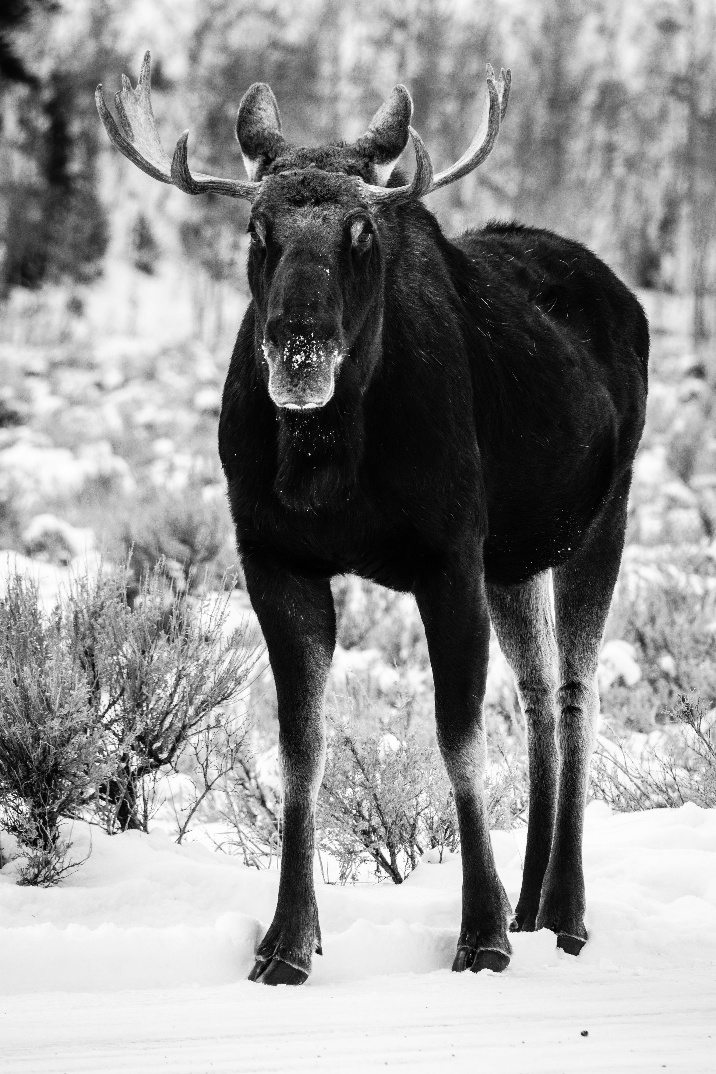 A bull moose standing on the side of a snow-covered road, next to some sagebrush. His nose is covered in snow.