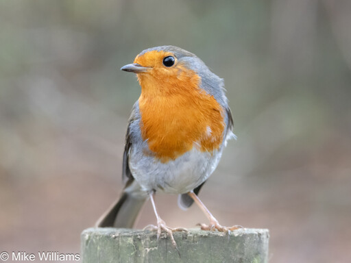 A European Robin perched on a fence post