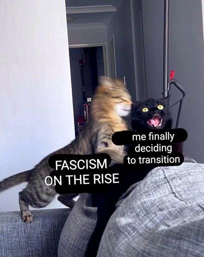 a picture of a cat attacking a second, utterly scared cat. the first cat is labeled "fascism on the rise", the second cat is labeled "me finally deciding to transition"