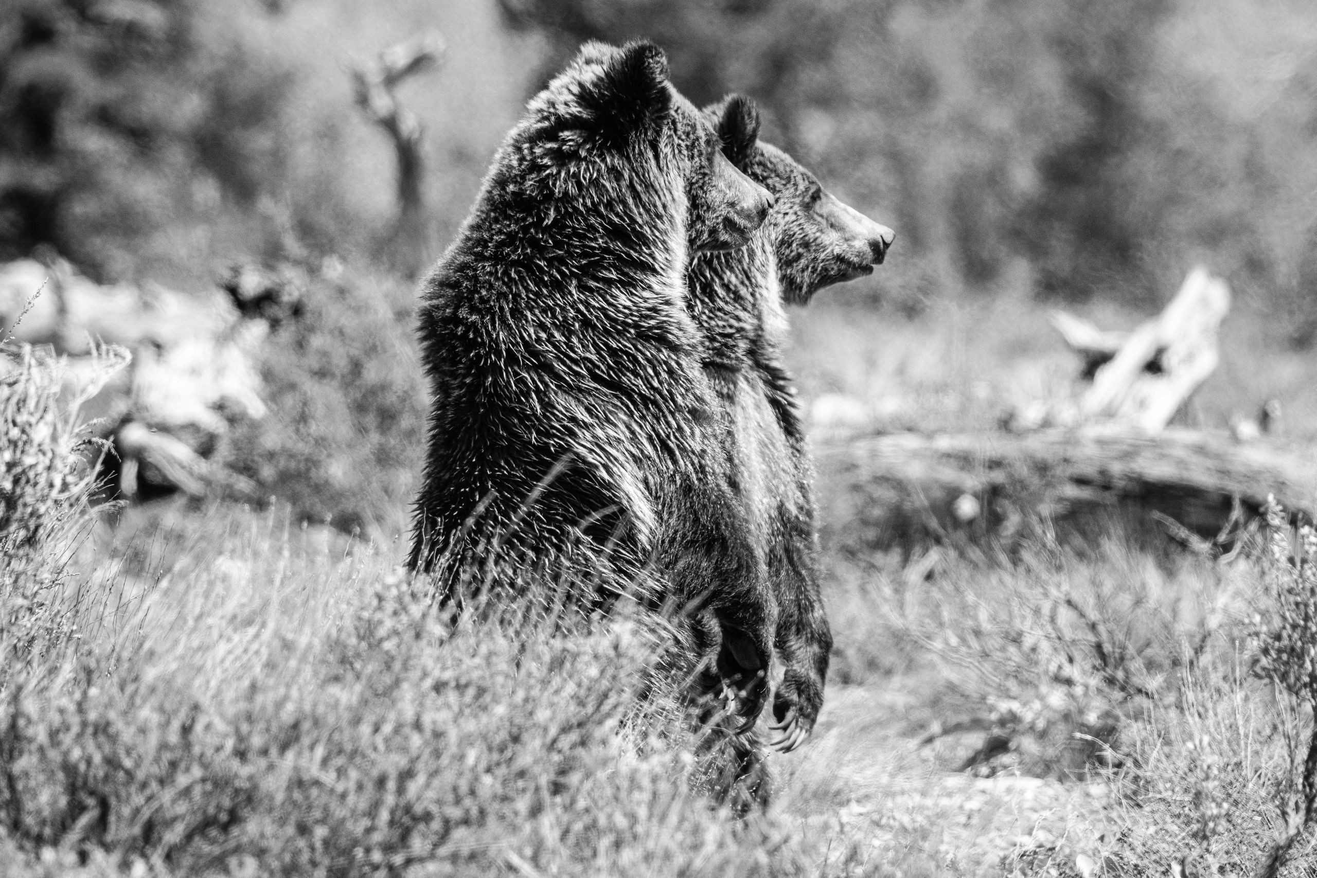 Two young grizzly bear siblings standing on their back legs while looking to the side.