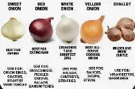 A Cool Guide For Onions 🧅