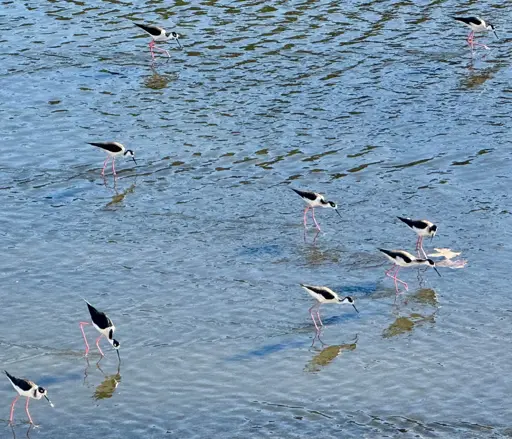 A photograph of 9 black and white birds with long pink legs and long black bills wading through a broad, shallow river in a cement channel