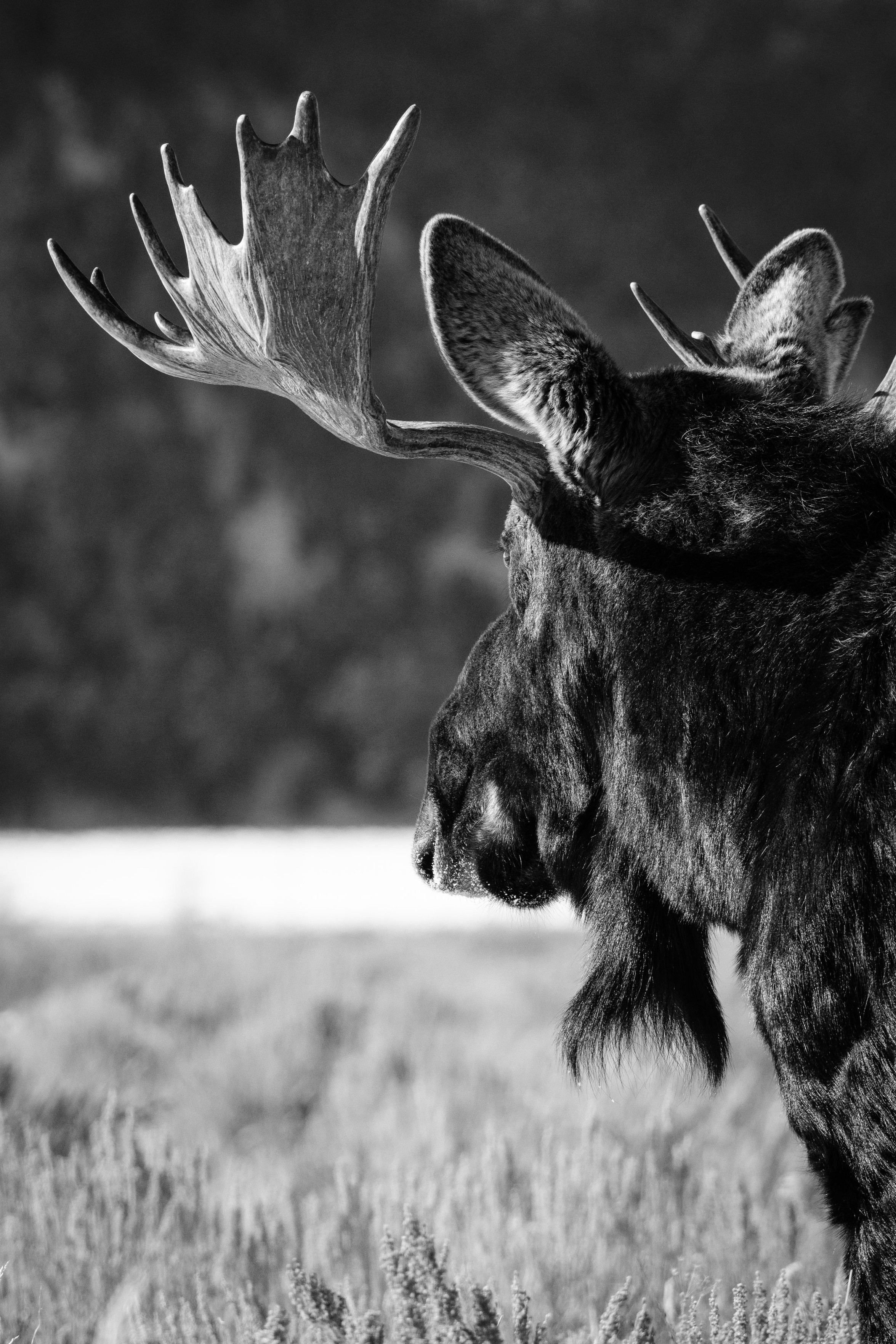 A bull moose looking towards the distance, facing away from the camera.