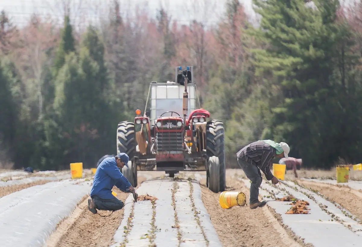 Opinion: Ottawa needs to abolish the temporary foreign worker program