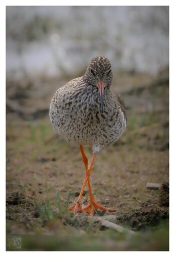 The Redshank is a medium-sized wading bird with a distinctive appearance. As its name suggests, its most striking feature is its bright red-orange legs. It has a straight bill, which is red at the base and black at the tip.

Its plumage is brown and speckled on the back and wings, while the belly is paler. In flight, it shows a white triangular wedge up its back and a wide white triangle on its rear, making it easy to identify