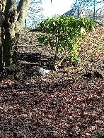 Albino Squirrel in South London