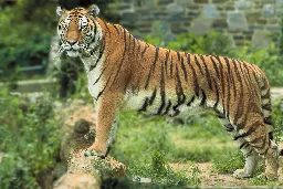 Felidae - Wikipedia