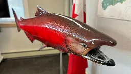 Yukon First Nation celebrates historic chinook salmon agreement