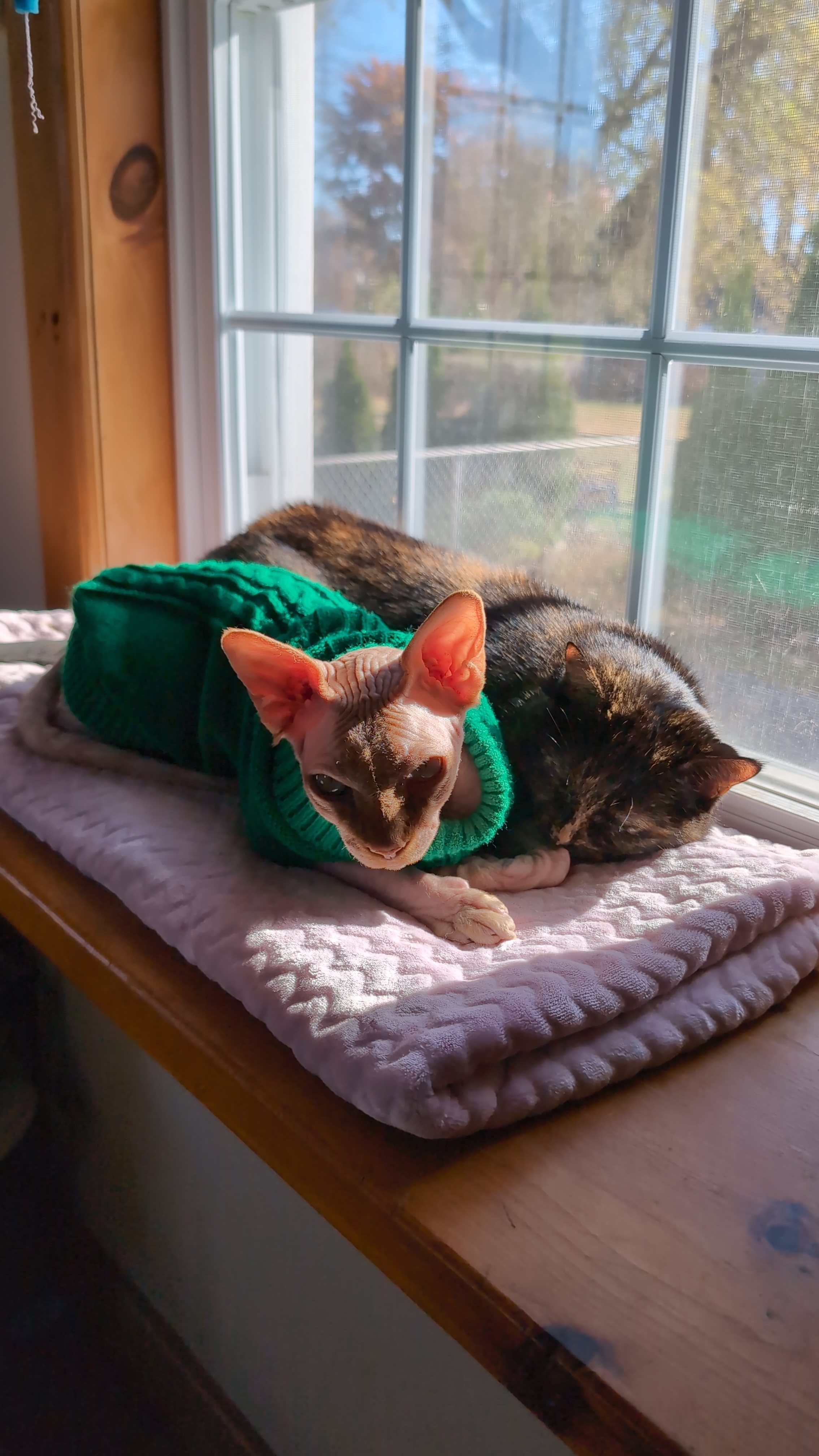 A sphynx cat and a tortoiseshell cat laying next to each other on a sunny windowsill.