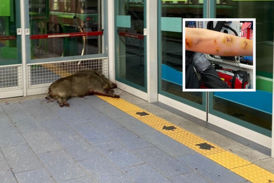 100 kg wild boar causes chaos in train station, bites man’s arm in toilet