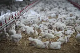 Here’s what you need to know about avian flu