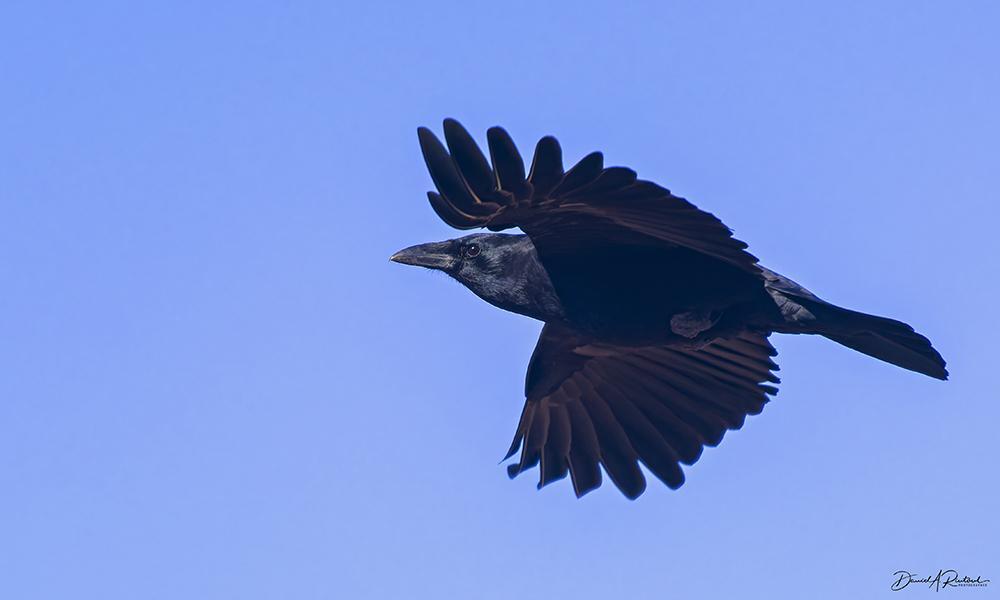 All-black bird with large black bill, flying against a blue sky