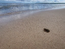 Photo d'un crapaud sur une plage d'Elk Island Provincial Park, contemplant la mer