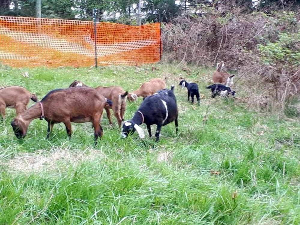 Faced with a thorny problem, Qualicum Beach turns to goats