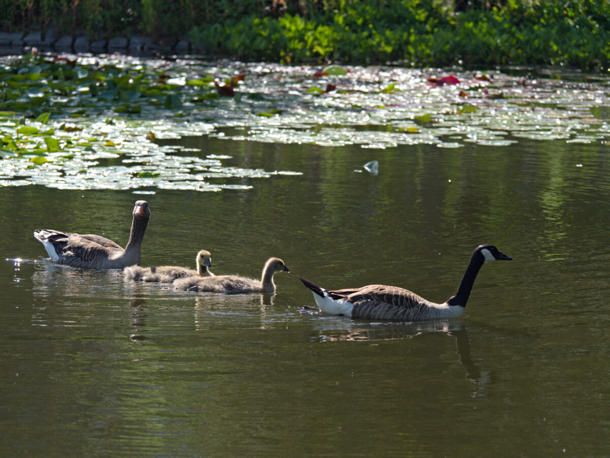 A Canada goose swims leading two goslings followed by a greylag gander
