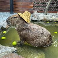 Capybara - Everything about chill Capybara