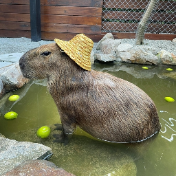 Capybara - lemy.lol