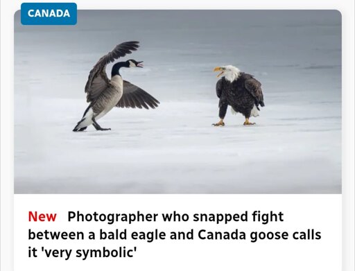 A Canada Goose fighting a bald eagle on frozen ground