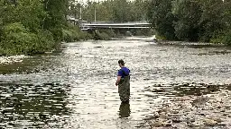 Où sont passés les saumons?