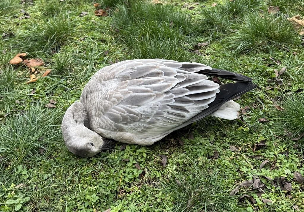 What do you do when a goose dies in your backyard, amid concerns about avian flu?