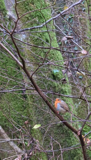 A European robin sat on the branch of a tree