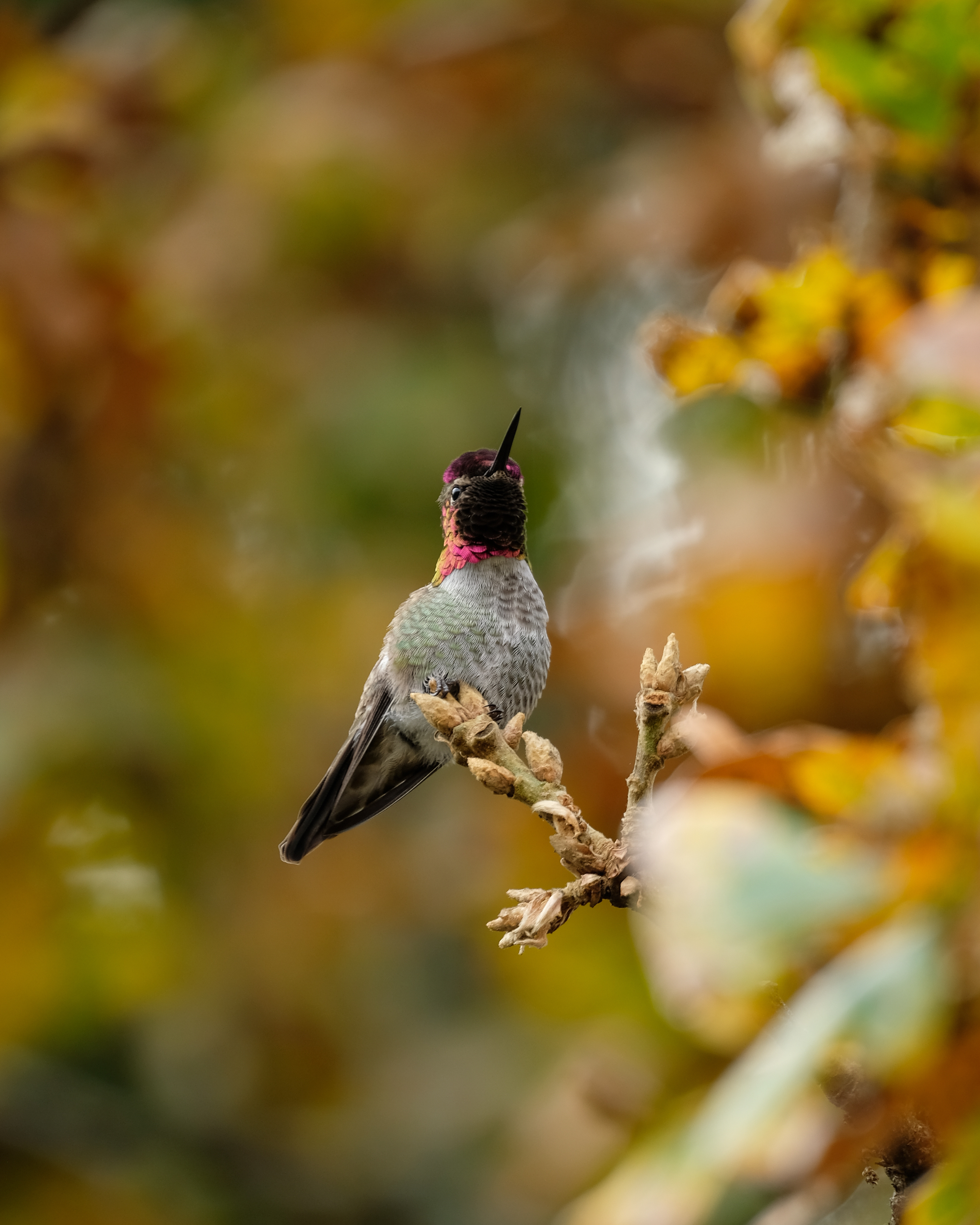 Anna's Hummingbird, Vancouver Island, Canada - Nov 9 2023 (OC)