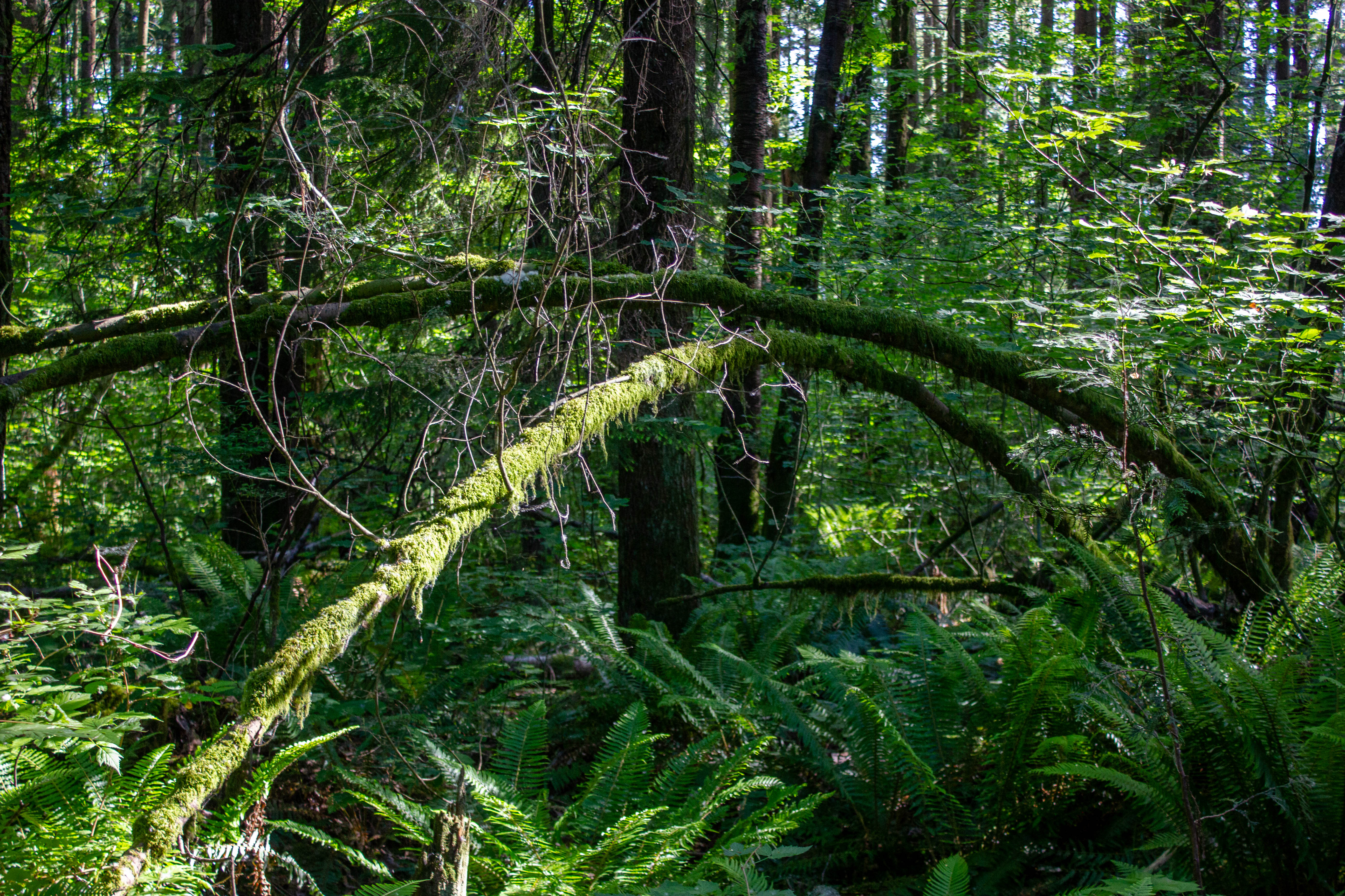 A picture of a fallen tree with moss growing on it and the sunlight beaming in from above, located along the Quibble Creek Trail in Green Timbers Urban Forrest in Surrey.