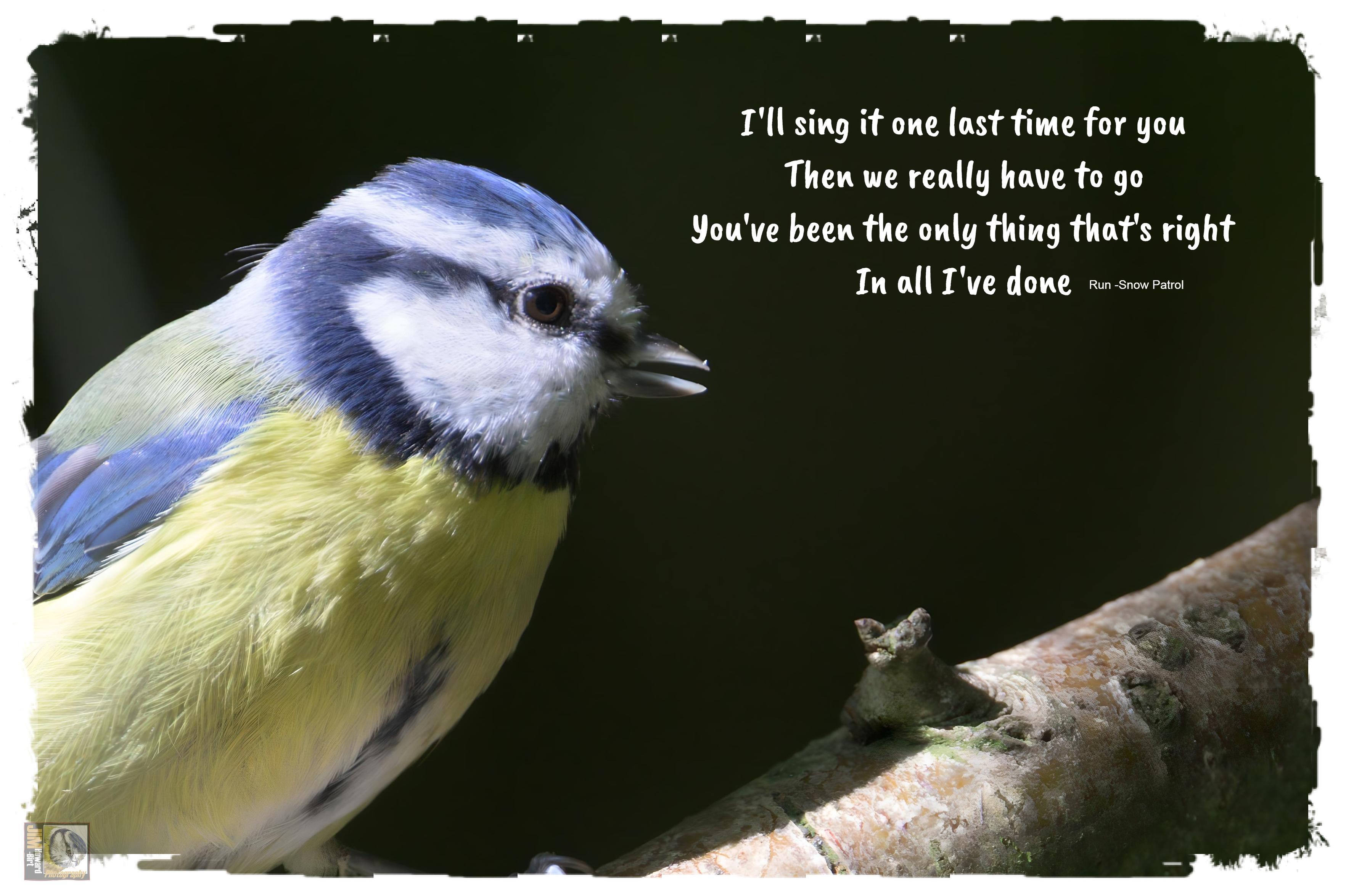 A blue, yellow and white bird with the first verse of Snow Patrols song 'Run' 