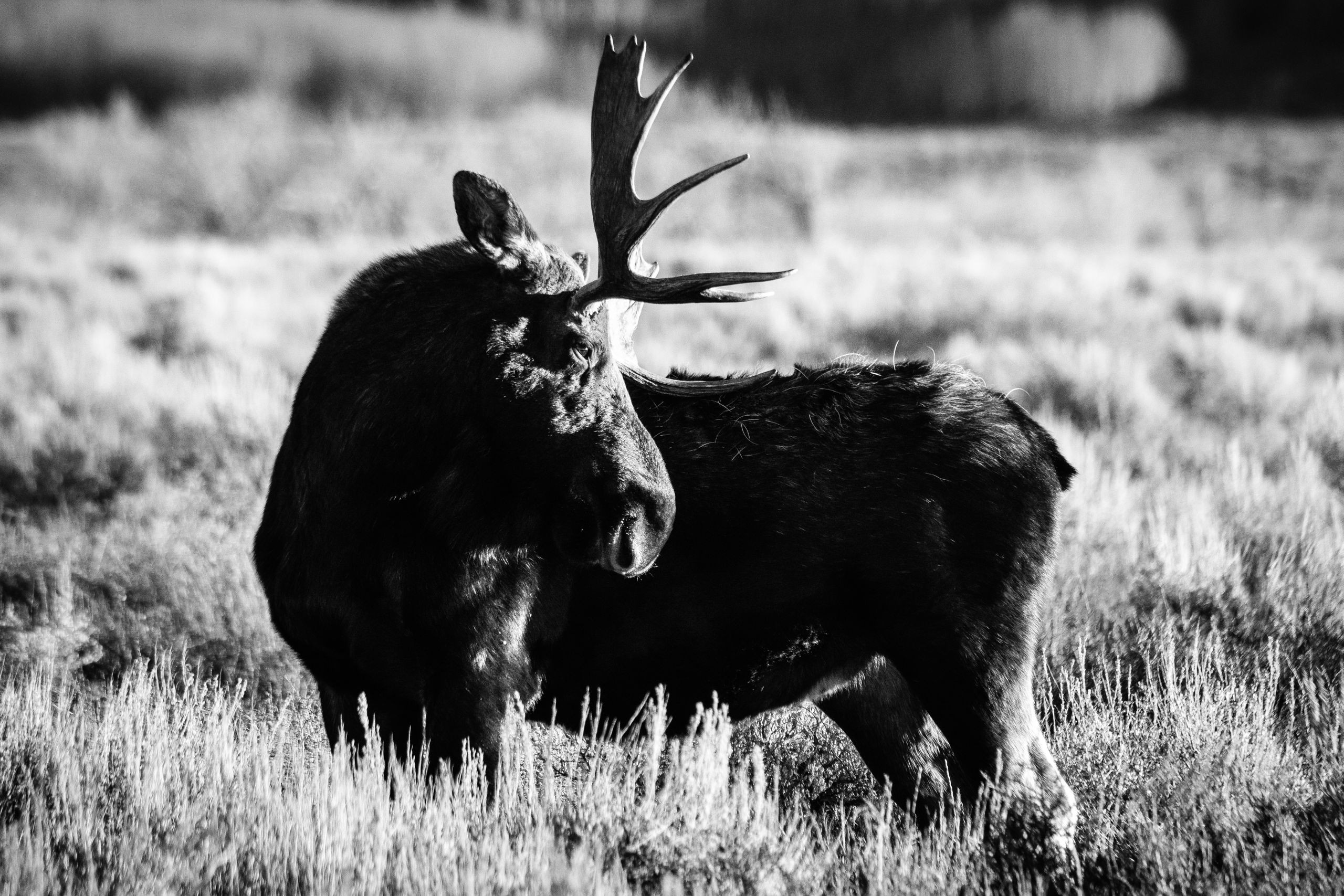 A bull moose standing in sagebrush, scratching his back with his antlers.