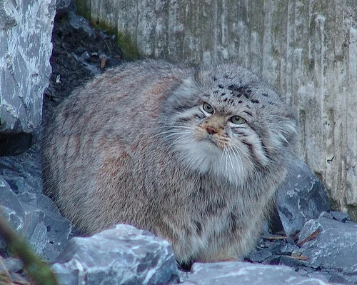 Pallas&#39;s cat