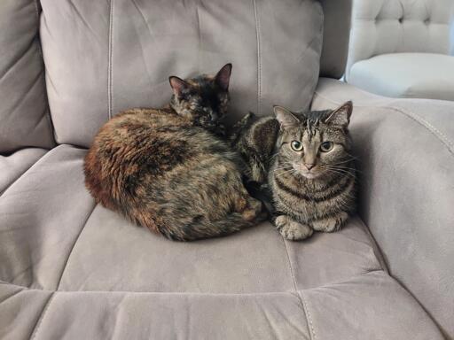 Two cats sitting together on a couch