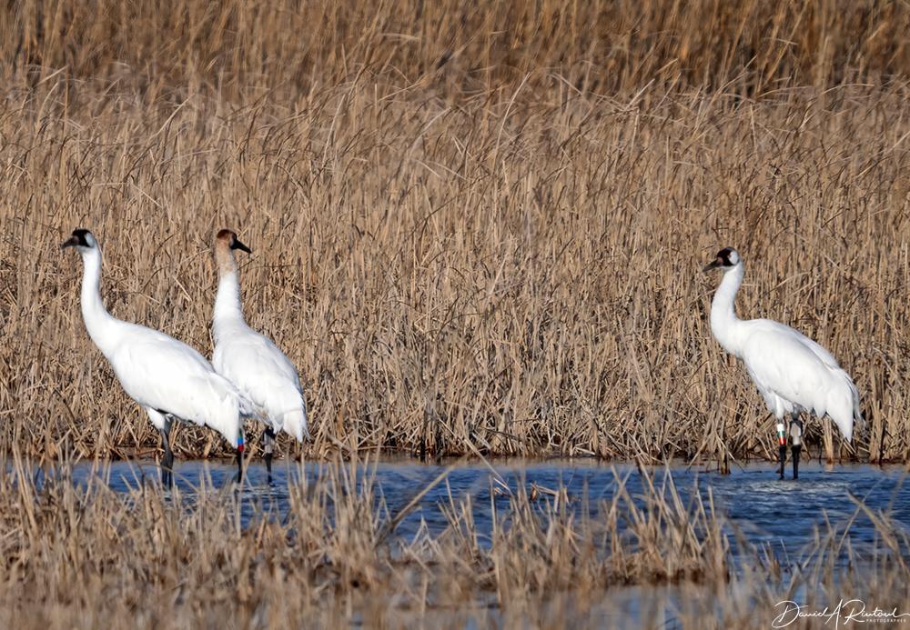 Three tall white birds with long legs, standing in open water with beige marsh grasses in foreground and background